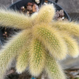 Monkey Tail Cactus Seeds - Rare Hanging Succulent with Fuzzy White Stems & Orange Flowers
