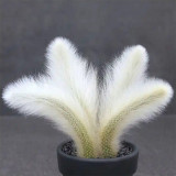 Monkey Tail Cactus Seeds - Rare Hanging Succulent with Fuzzy White Stems & Orange Flowers