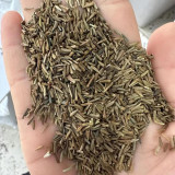 Painted Daisy Seeds - Perennial Flower Seeds with Natural Insecticide Properties