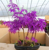 Purple Blue Ghost Japanese Maple Tree (Acer Palatum) Seeds (Color: 4)