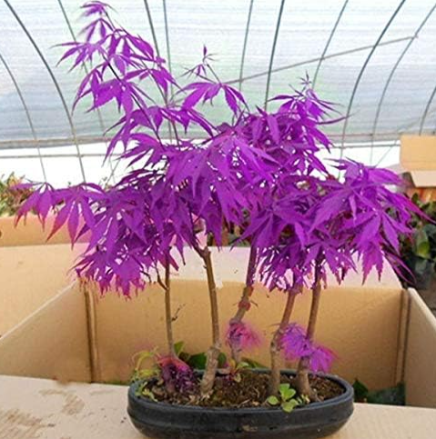 Purple Blue Ghost Japanese Maple Tree (Acer Palatum) Seeds (Color: 4)