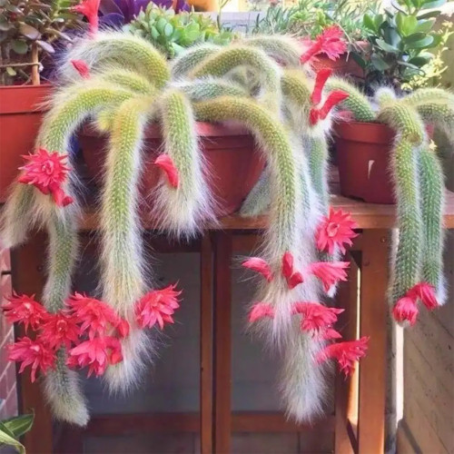 Monkey Tail Cactus Seeds - Rare Hanging Succulent with Fuzzy White Stems & Orange Flowers