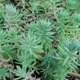 Reflexed Stonecrop Seeds - Sedum rupestre, Gray-Green Succulent for Rock Gardens