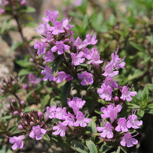 Mongolian Thyme Seeds - Fragrant Culinary Herb, Medicinal Plant, Drought-Resistant