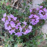 Mongolian Thyme Seeds - Fragrant Culinary Herb, Medicinal Plant, Drought-Resistant