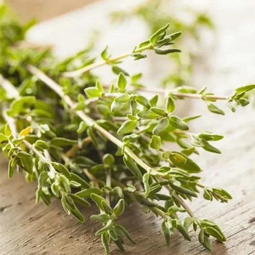 Mongolian Thyme Seeds - Fragrant Culinary Herb, Medicinal Plant, Drought-Resistant