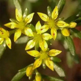 Reflexed Stonecrop Seeds - Sedum rupestre, Gray-Green Succulent for Rock Gardens