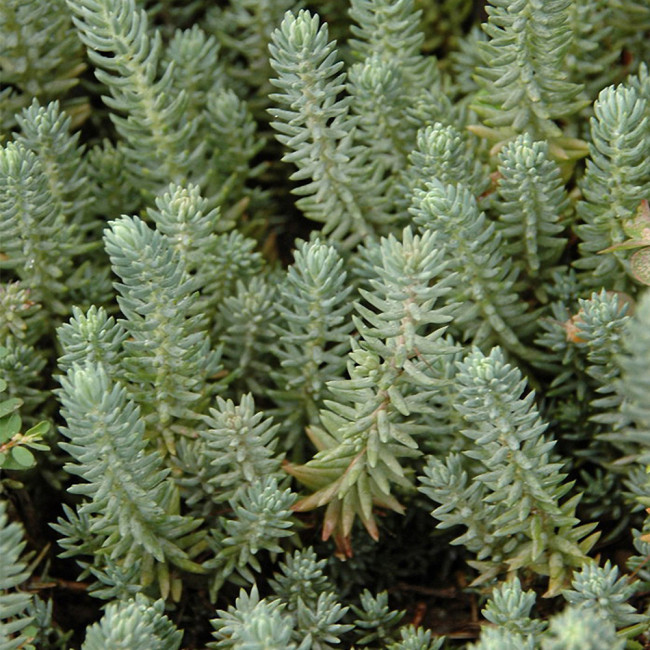 Reflexed Stonecrop Seeds - Sedum rupestre, Gray-Green Succulent for Rock Gardens