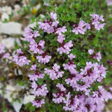 Mongolian Thyme Seeds - Fragrant Culinary Herb, Medicinal Plant, Drought-Resistant