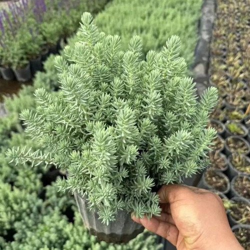 Reflexed Stonecrop Seeds - Sedum rupestre, Gray-Green Succulent for Rock Gardens