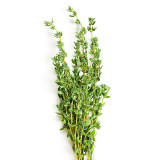 Mongolian Thyme Seeds - Fragrant Culinary Herb, Medicinal Plant, Drought-Resistant