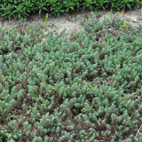 Reflexed Stonecrop Seeds - Sedum rupestre, Gray-Green Succulent for Rock Gardens