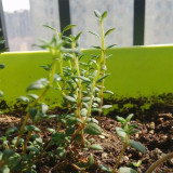 Mongolian Thyme Seeds - Fragrant Culinary Herb, Medicinal Plant, Drought-Resistant