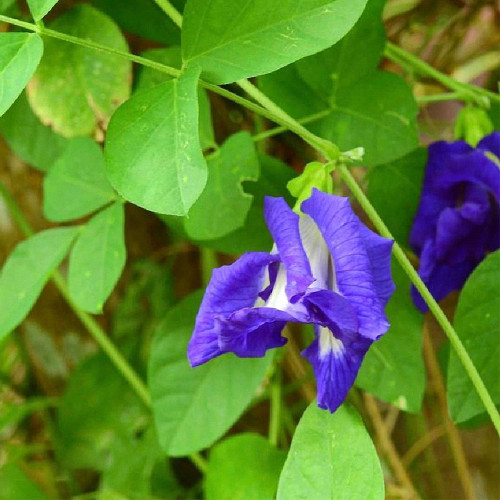 Butterfly Pea Seeds (Clitoria ternatea) – Blue Flowering Vine for Gardens