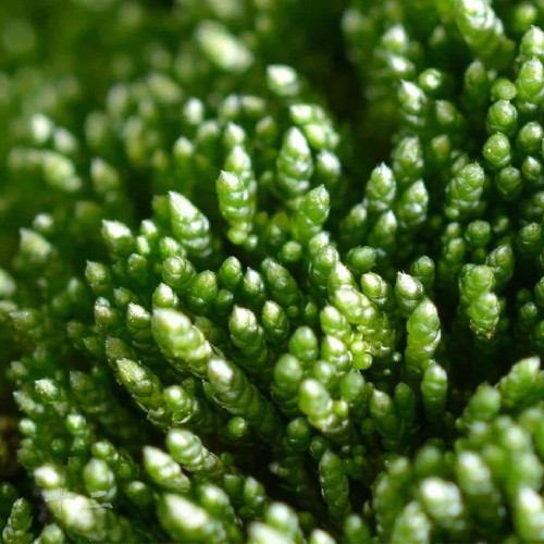 Silver Moss Seeds - Fast-Reviving & Low-Maintenance for Rock Gardens & Bonsai