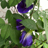 Butterfly Pea Seeds (Clitoria ternatea) – Blue Flowering Vine for Gardens