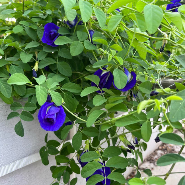 Butterfly Pea Seeds (Clitoria ternatea) – Blue Flowering Vine for Gardens