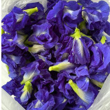 Butterfly Pea Seeds (Clitoria ternatea) – Blue Flowering Vine for Gardens