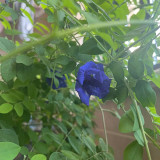 Butterfly Pea Seeds (Clitoria ternatea) – Blue Flowering Vine for Gardens