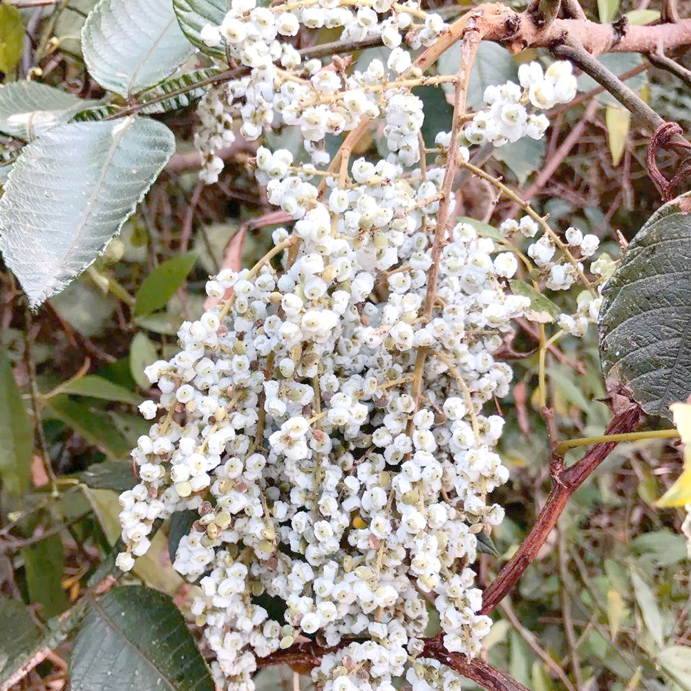 Chinese Sumac Seeds - Medicinal Gallnut Tree, Ornamental & Herbal Plant