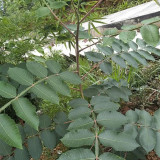 Chinese Sumac Seeds (Rhus chinensis) - Medicinal Gallnut Tree, Drought Resistant, Fast Growing, Multi-Purpose Plant