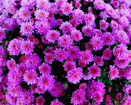 Ground-Cover Chrysanthemum Seeds (Color: 9)