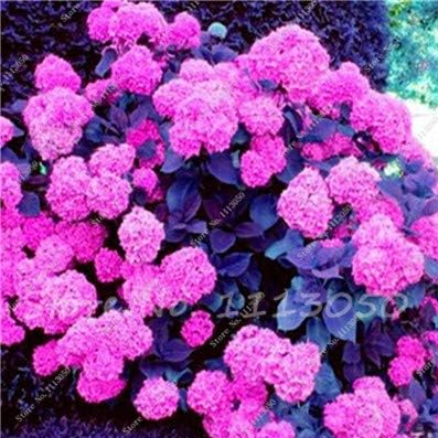 Hydrangea Seed Tohum Garden Flower (Color: 9)