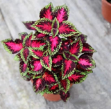 Coleus Plectranthus scutellarioides Perennial Beautiful Flower Seeds