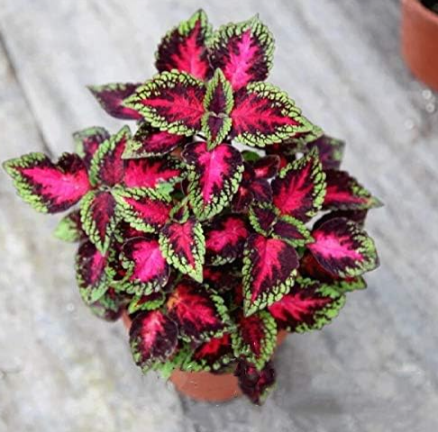 Coleus Plectranthus scutellarioides Perennial Beautiful Flower Seeds