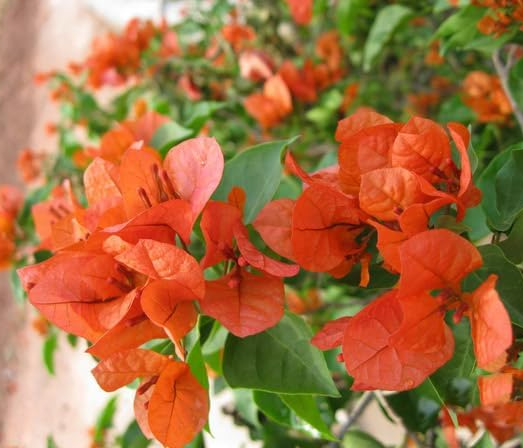 Bougainvillea Potted Flower Seeds (Color: 10)
