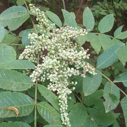 Chinese Sumac Seeds (Rhus chinensis) - Medicinal Gallnut Tree, Drought Resistant, Fast Growing, Multi-Purpose Plant