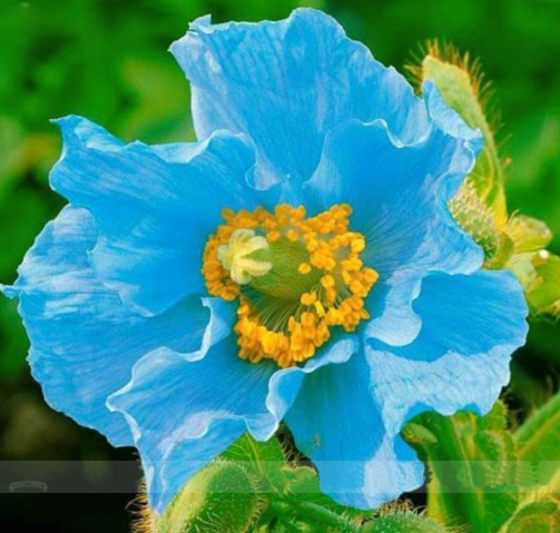 Blue Himalayan Poppy Seeds Very Beautiful Hardy Flower