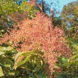 Chinese Sumac Seeds (Rhus chinensis) - Medicinal Gallnut Tree, Drought Resistant, Fast Growing, Multi-Purpose Plant