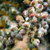 Chinese Sumac Seeds (Rhus chinensis) - Medicinal Gallnut Tree, Drought Resistant, Fast Growing, Multi-Purpose Plant