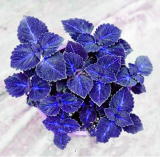 Coleus Plectranthus scutellarioides Perennial Beautiful Flower Seeds