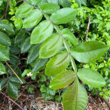 Chinese Sumac Seeds (Rhus chinensis) - Medicinal Gallnut Tree, Drought Resistant, Fast Growing, Multi-Purpose Plant