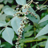 Chinese Sumac Seeds (Rhus chinensis) - Medicinal Gallnut Tree, Drought Resistant, Fast Growing, Multi-Purpose Plant