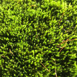 Short-Stemmed Moss - Premium Bryophyte for Terrariums, Paludariums & Bonsai Top Dressing