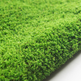 Short-Stemmed Moss - Premium Bryophyte for Terrariums, Paludariums & Bonsai Top Dressing