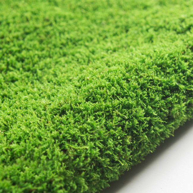 Short-Stemmed Moss - Premium Bryophyte for Terrariums, Paludariums & Bonsai Top Dressing