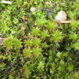 Twisted Moss Seeds - Syntrichia ruralis, Extreme Climate Adaptable Moss, For Research & Gardens