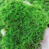 Short-Stemmed Moss - Premium Bryophyte for Terrariums, Paludariums & Bonsai Top Dressing