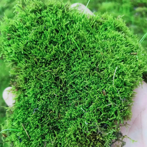 Short-Stemmed Moss - Premium Bryophyte for Terrariums, Paludariums & Bonsai Top Dressing