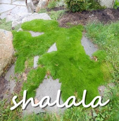 Imported Irish Moss Seeds Sagina Subulata