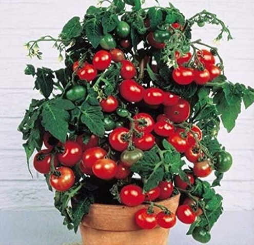 red pear tomato Seed grain small tomato four seasons sowing garden (Color: 6)