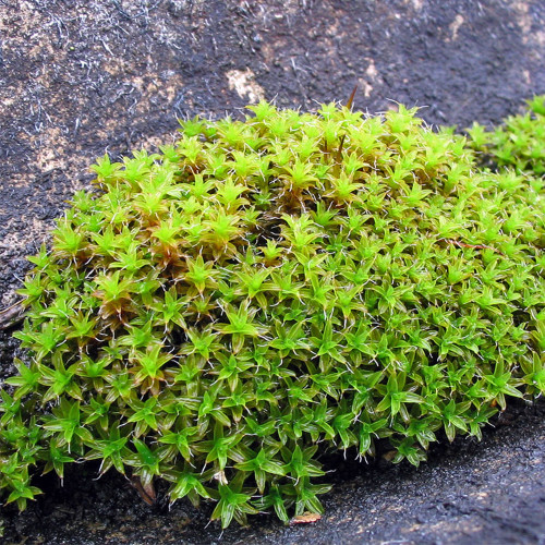 Twisted Moss Seeds - Syntrichia ruralis, Extreme Climate Adaptable Moss, For Research & Gardens