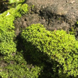 Twisted Moss Seeds - Syntrichia ruralis, Extreme Climate Adaptable Moss, For Research & Gardens