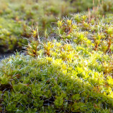 Twisted Moss Seeds - Syntrichia ruralis, Extreme Climate Adaptable Moss, For Research & Gardens