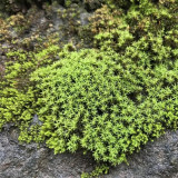 Twisted Moss Seeds - Syntrichia ruralis, Extreme Climate Adaptable Moss, For Research & Gardens