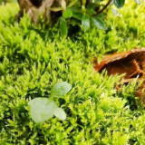 Short-Stemmed Moss - Premium Bryophyte for Terrariums, Paludariums & Bonsai Top Dressing